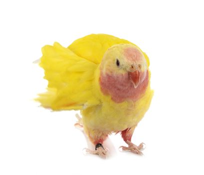 Princess parrot in front of white background