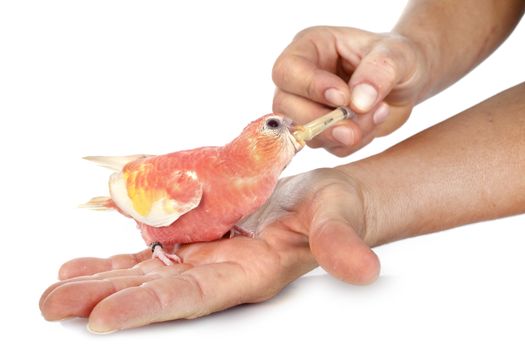 Bourke parrot in front of white background