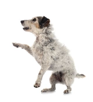 old jack russel terrier in front of white background