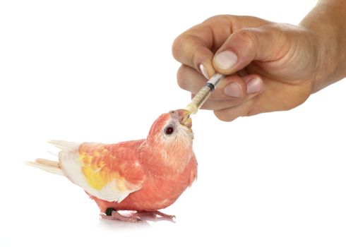 Bourke parrot in front of white background