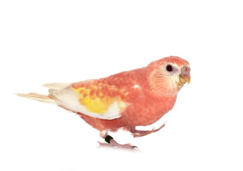 Bourke parrot in front of white background