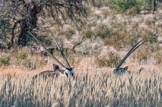 Two oryx, Oryx gazella, in tall grass in the arid Kgalagadi