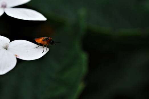 Orange insect with black head and orange black striped legs on white flower leaf against a green blurred background