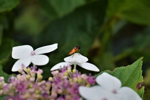 Orange insect with black head and orange black striped legs on white flower leaf against a green blurred background