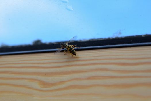 Wasp on the inside of a wooden window frame