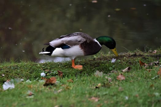 A male mallard standing in the grass besides a lake