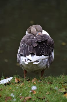 A standing sleeping gray white goose from behind