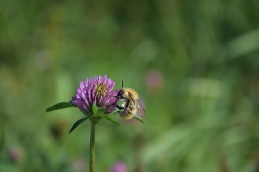 Close up of a bee sucking nectar from a red clover blossom