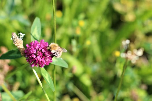 Close up of a bee sucking nectar from a red clover blossom