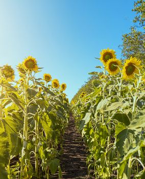 Row of sunflowers. Agricultural field. Stock photography.