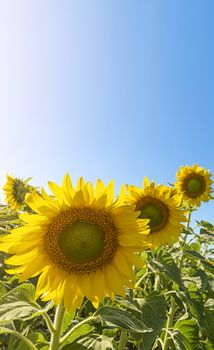 Sunflower field with sun glare and blue sky. Landscape with copy space. Stock photography.