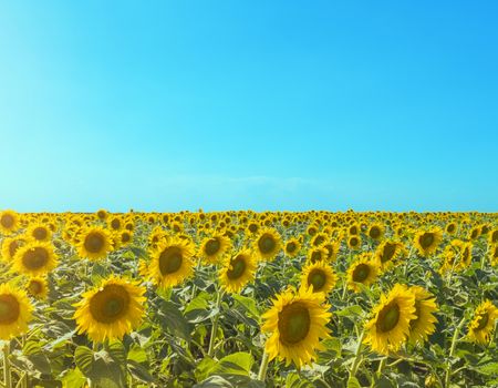 Sunflower field with sun glare and blue sky. Landscape with copy space. Stock photography.