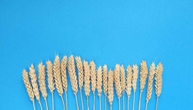 Spikelets of wheat on a blue background. Simple flat lay with copy space. Stock photography.