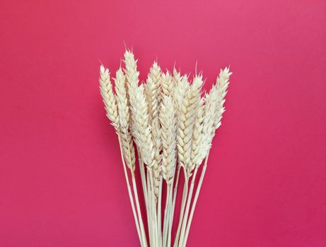 Spikelets of wheat on a red background. Simple flat lay with copy space. Stock photography.