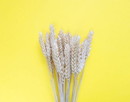 Spikelets of wheat on a yellow background. Simple flat lay with copy space. Stock photography.