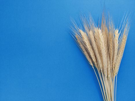 Spikelets of rye on a blue background. Simple flat lay with copy space. Stock photography.