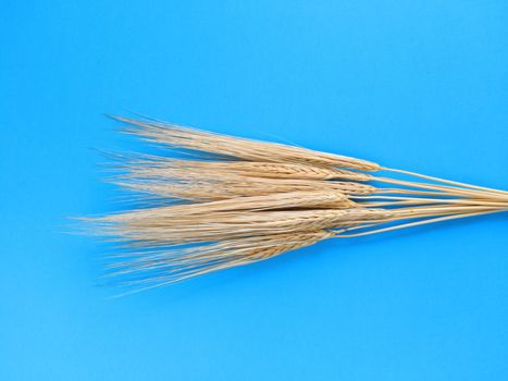 Spikelets of barley on a blue background. Simple flat lay. Harvest concept. Stock photography.