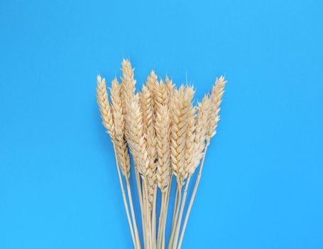 Spikelets of wheat on a blue background. Simple flat lay. Harvest concept. Stock photography.