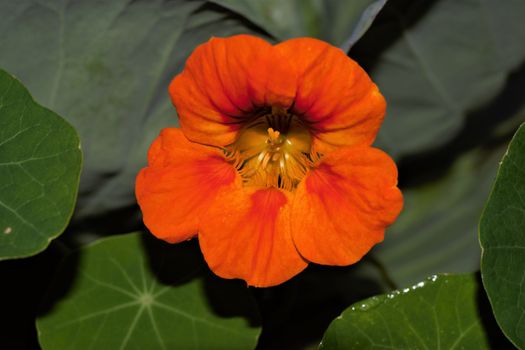 Wide open blossom of tropaeolum majus, great nasturtium