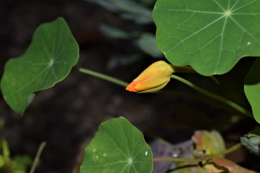 Bud of tropaeolum majus, great nasturtium, under green leaf