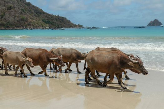 Water buffalo walking on white sandy beach at Lombok Island. Herd of buffaloes strolling by the pleasant evening beach.