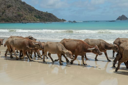 group of water buffalo. Wild Water Buffalo on Selong Belanak Beach, Lombok, Indonesia.