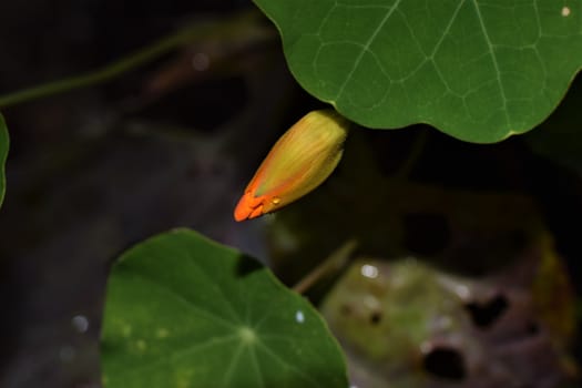 Bud of tropaeolum majus, great nasturtium, under green leaf