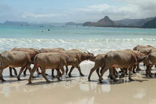 group of water buffalo. Wild Water Buffalo on Selong Belanak Beach, Lombok, Indonesia.