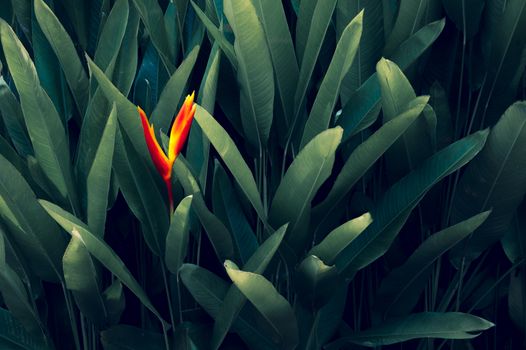 tropical leaves colorful flower on dark tropical foliage nature background dark green foliage nature