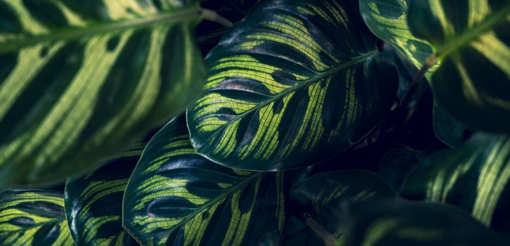 tropical leaves colorful flower on dark tropical foliage nature background dark green foliage nature