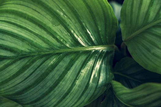 tropical leaves colorful flower on dark tropical foliage nature background dark green foliage nature