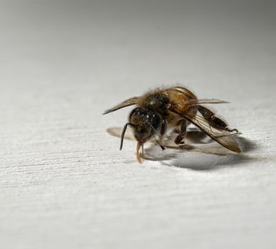 A close up of one worker bee on a white wooden background.
