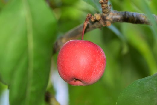 A single red apple in an appletree with branches and green leaves around it