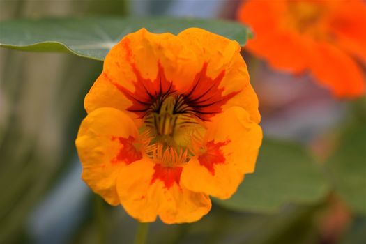 Wide open blossom of tropaeolum majus, great nasturtium