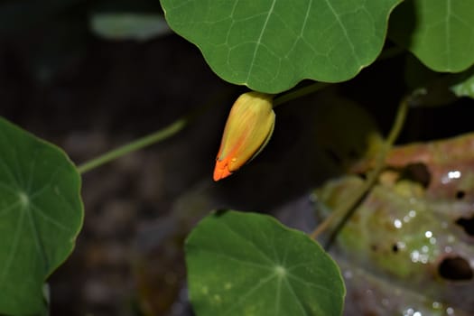 Bud of tropaeolum majus, great nasturtium, under green leaf