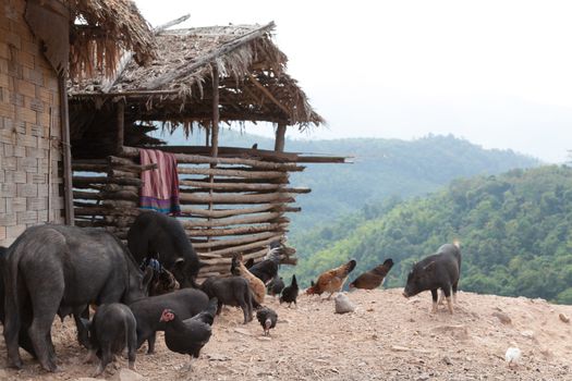 Luang Namtha Laos 12/24/2011 remote and very traditional tribal region of north-west Laos in minority villages with simple wooden houses and pigs and chickens. . High quality photo