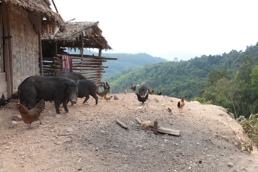 Luang Namtha Laos 12/24/2011 remote and very traditional tribal region of north-west Laos in minority villages with simple wooden houses and pigs and chickens. . High quality photo