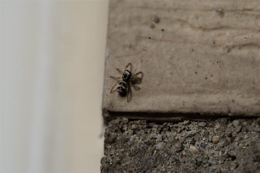 Zebra jumping spider on a beige house wall