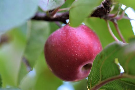 A single red apple in an appletree with branches and green leaves around it