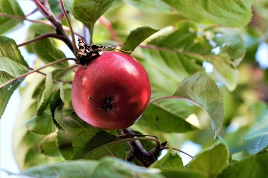 A single red apple in an appletree with branches and green leaves around it