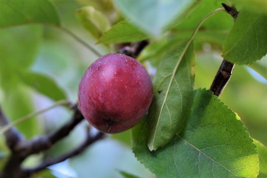 A single red apple in an appletree with branches and green leaves around it