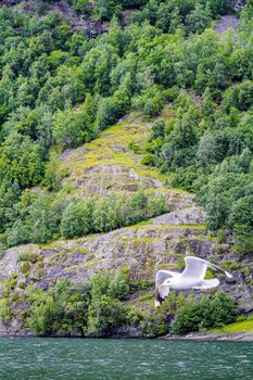 Seagulls fly through the beautiful mountain and fjord landscape in Aurlandsfjord Sognefjord in Norway.