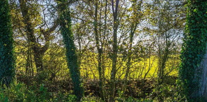 Soft backlit view as afternoon sun shines through branches and trunks on towpath