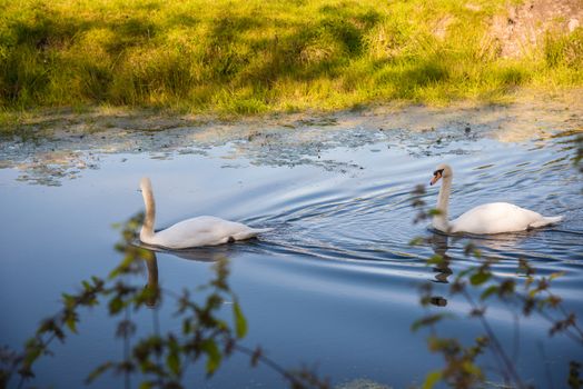 Two swans on the dissused Lancaster Canal at Crooklands UK