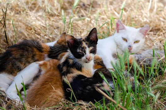 Photograph of some cats feeding on their mother with the protection of a rooster and a hen.