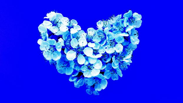 Heart shaped flowers on blue background.. Stock photography.