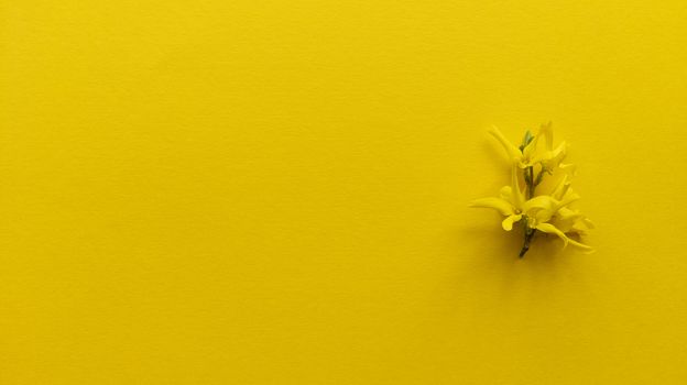 Yellow flower forsythia maluch on yellow background. Monochrome simple flat lay with pastel texture. Fashion eco concept. Stock photography.