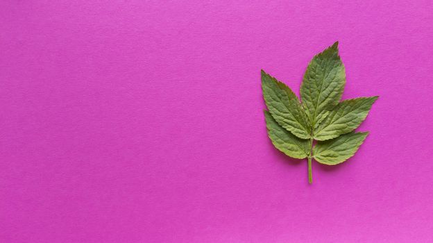 Grean leaves on pink background. Simple flat lay with pastel texture. Fashion eco concept. Stock photography.