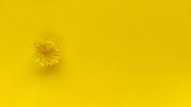 Yellow flower on yellow background. Monochrome simple flat lay with pastel texture. Fashion eco concept. Stock photography.