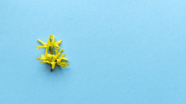 Yellow flower blue background. Simple flat lay with pastel texture. Fashion eco concept. Stock photography.